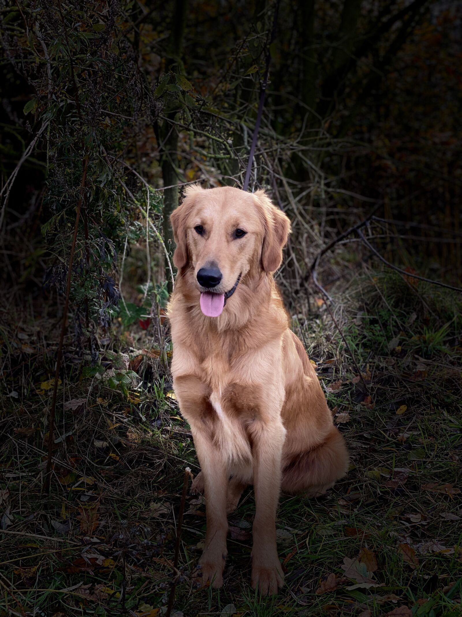 iPhone 11 Pro back dual camera 6mm f/2 sample photo. Dogs, golden, retriever photography