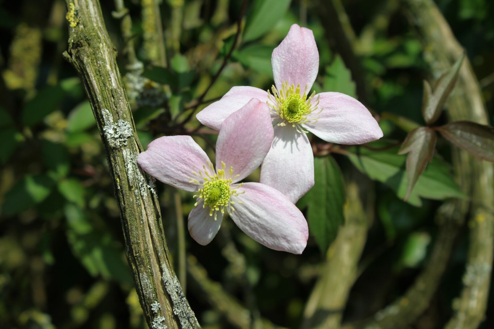 Canon EOS 50D sample photo. Clematis, flower, flower vine photography