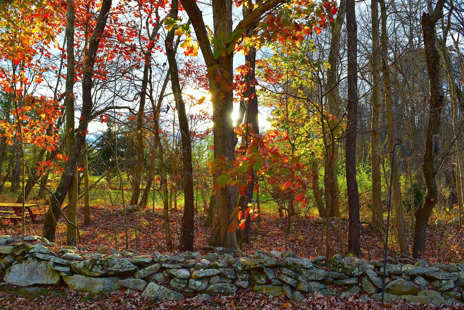 Nikon D3300 sample photo. Foliage, trees, stone wall photography