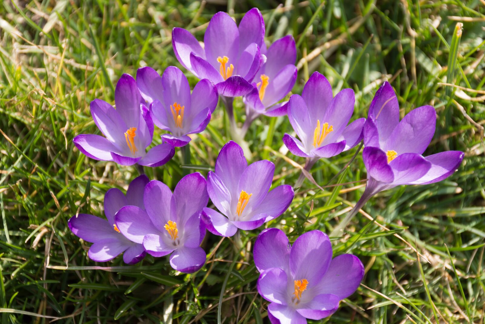 Nikon D7200 sample photo. Crocus, purple, spring awakening photography