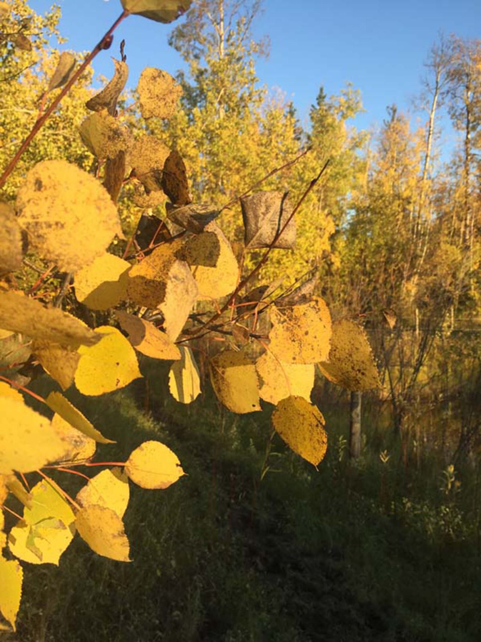 iPhone 6 back camera 4.15mm f/2.2 sample photo. Autumn, colours, autumn, leaves photography