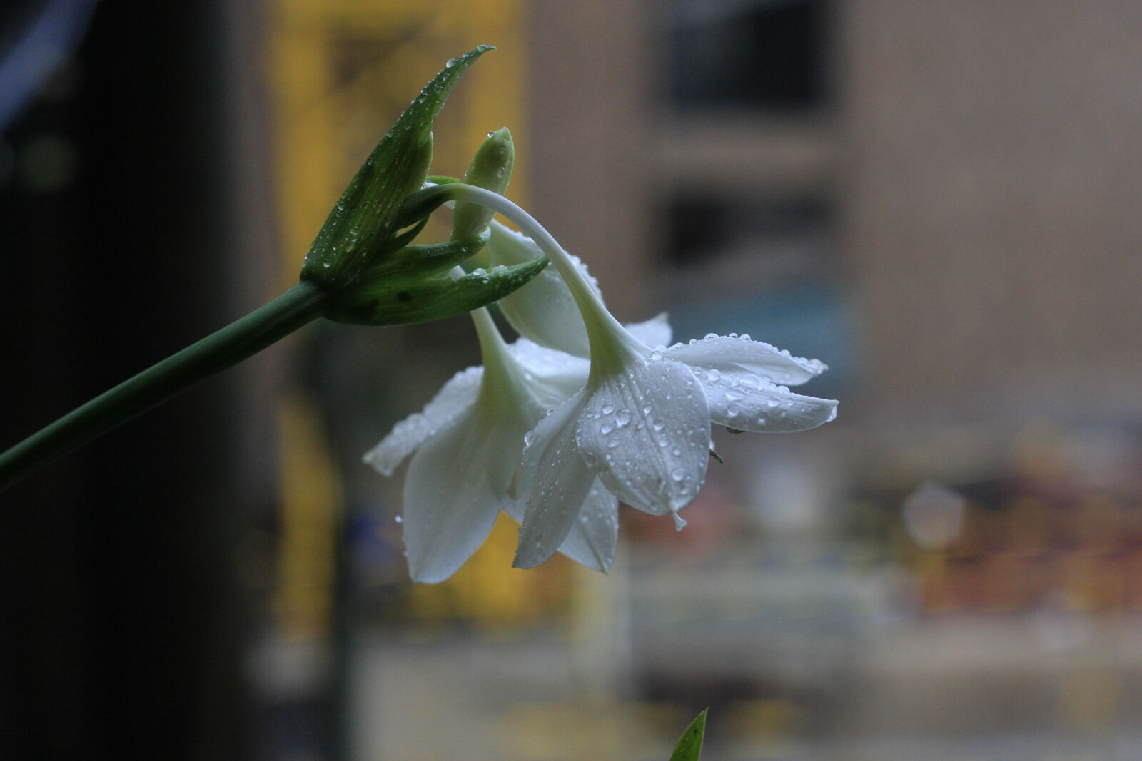 Canon EOS 40D sample photo. Beautiful, flower, rain, sad photography