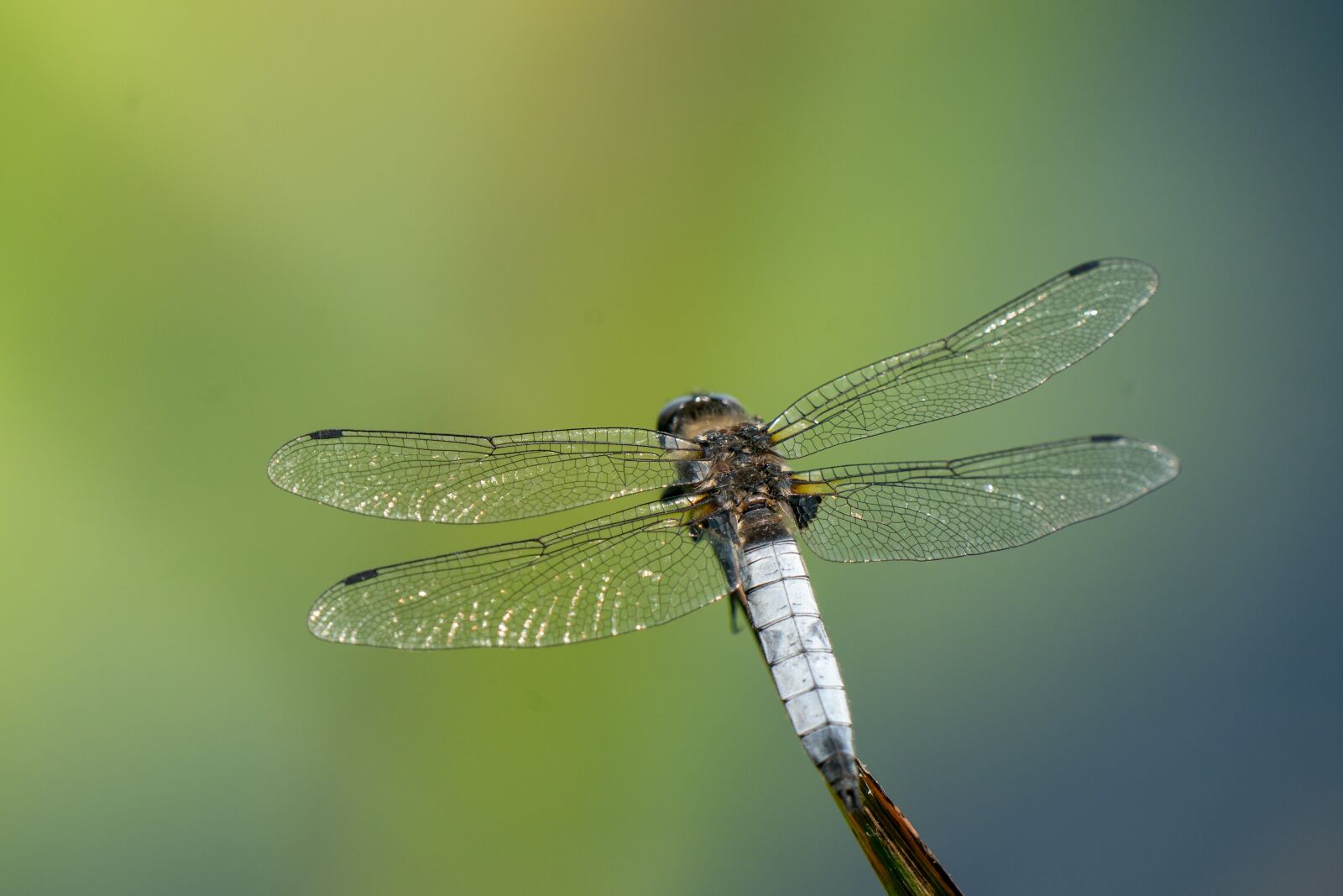 Sony a9 sample photo. Dragonfly, scarce chaser, libellula photography