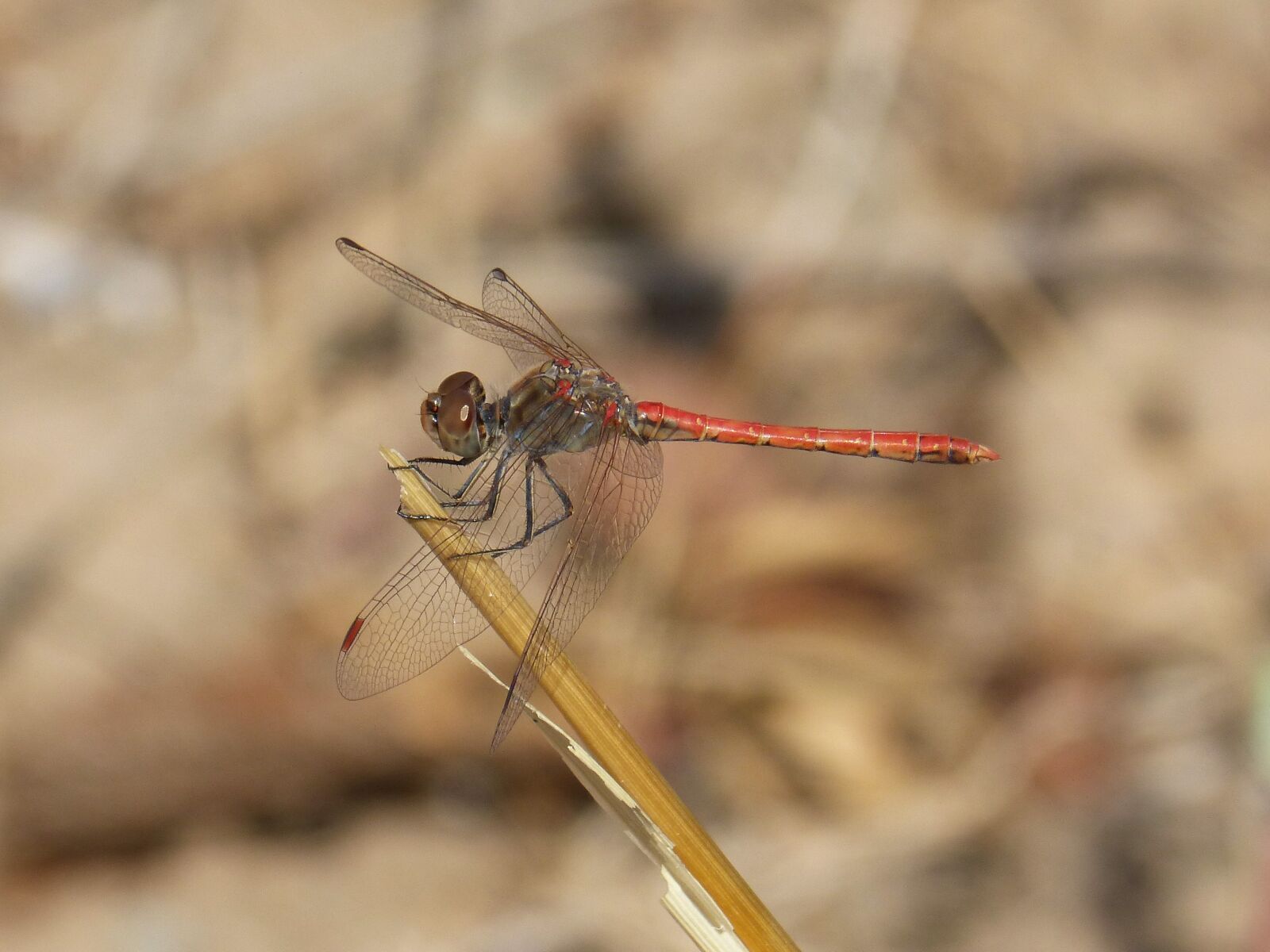 Panasonic DMC-FZ62 sample photo. Dragonfly, red dragonfly, winged photography