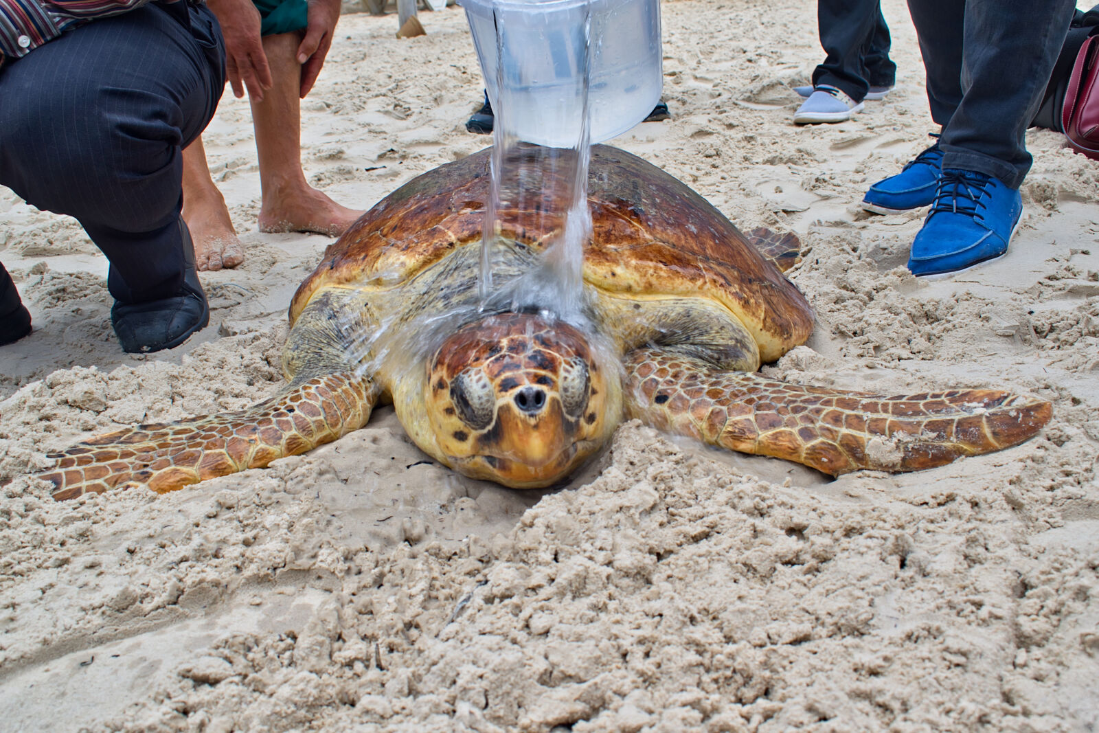 Nikon D5500 sample photo. Animal, animal, photography, beach photography