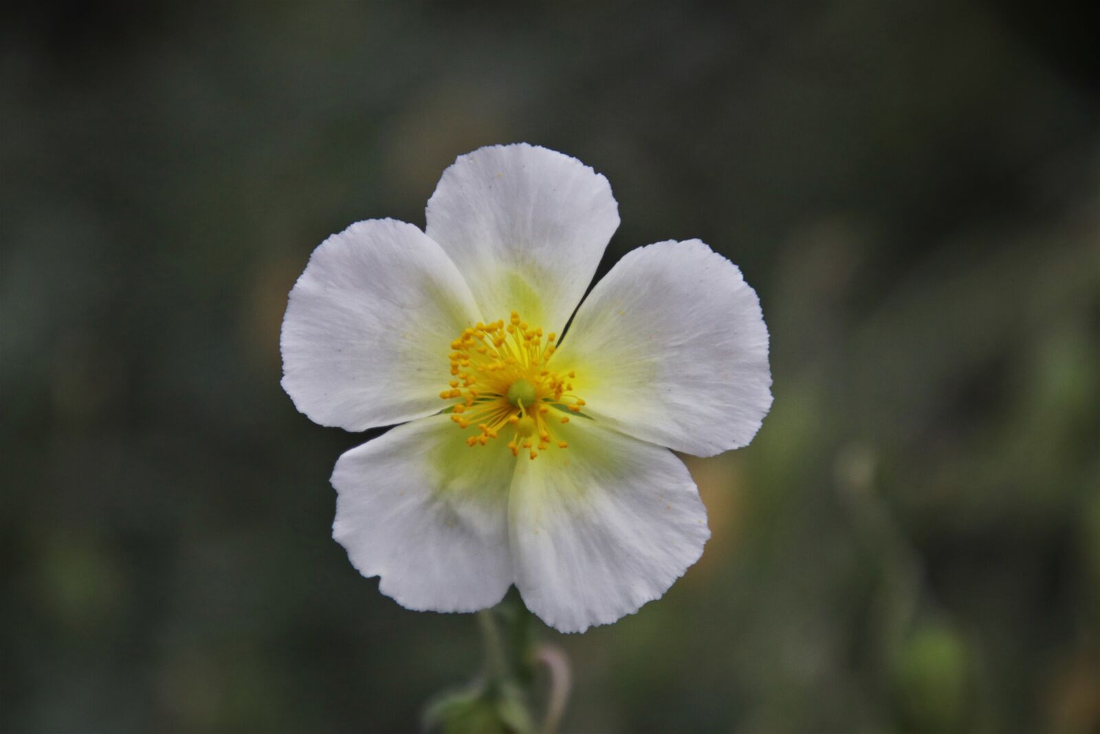 Canon EOS 80D sample photo. White, stamen, the petals photography