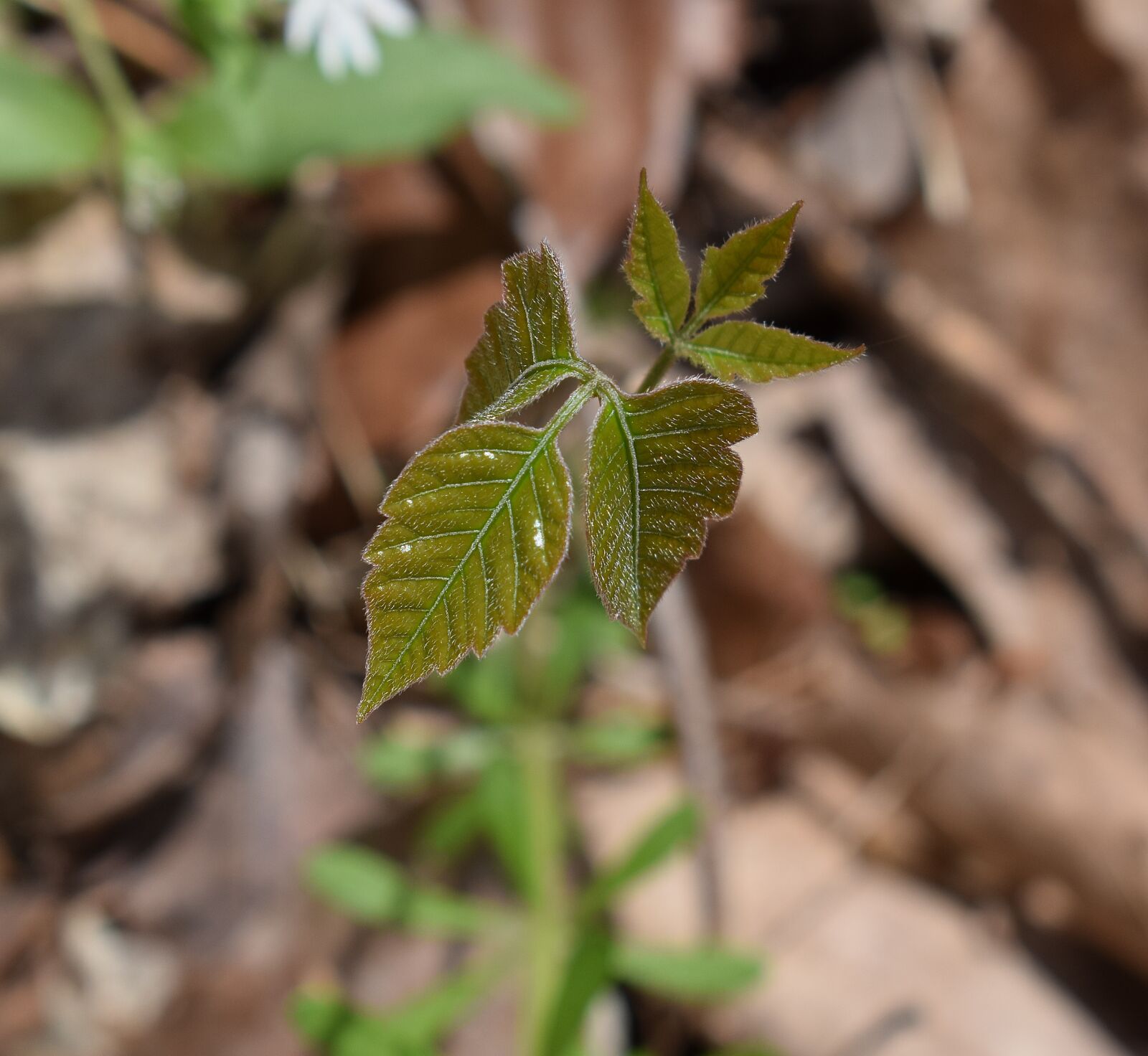 Nikon D3300 sample photo. Poison ivy, plant, new photography