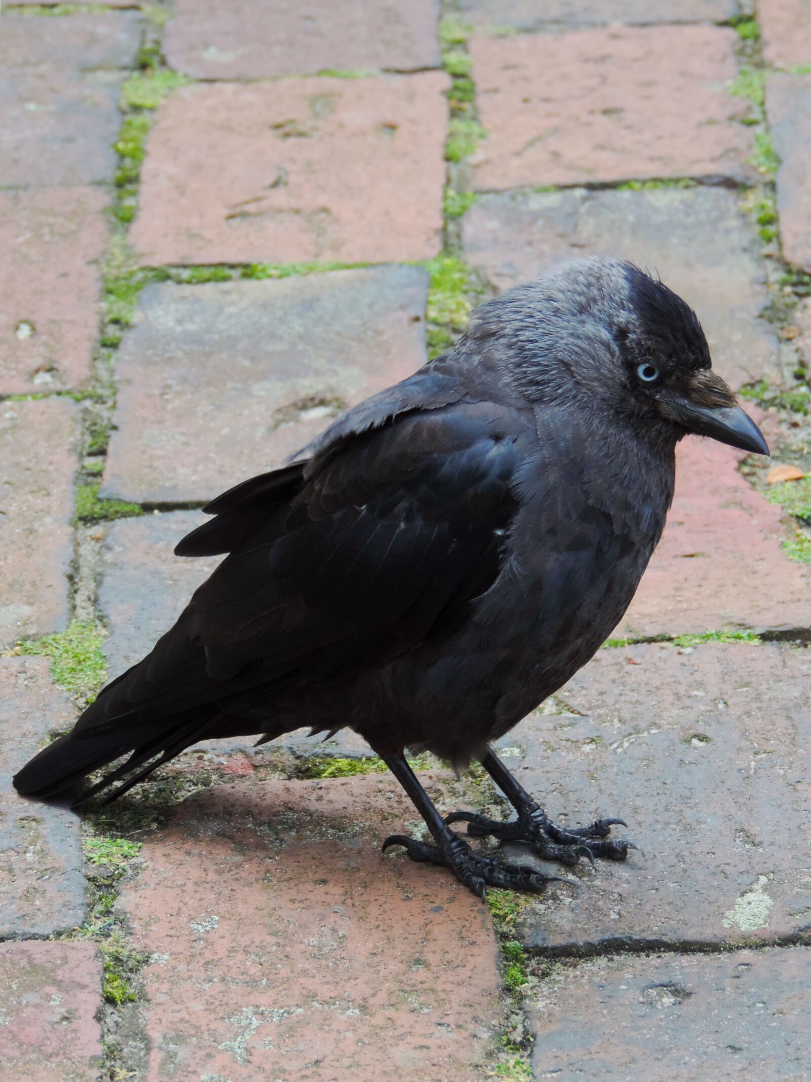 Nikon Coolpix P520 sample photo. Jackdaw, raven bird, corvus photography