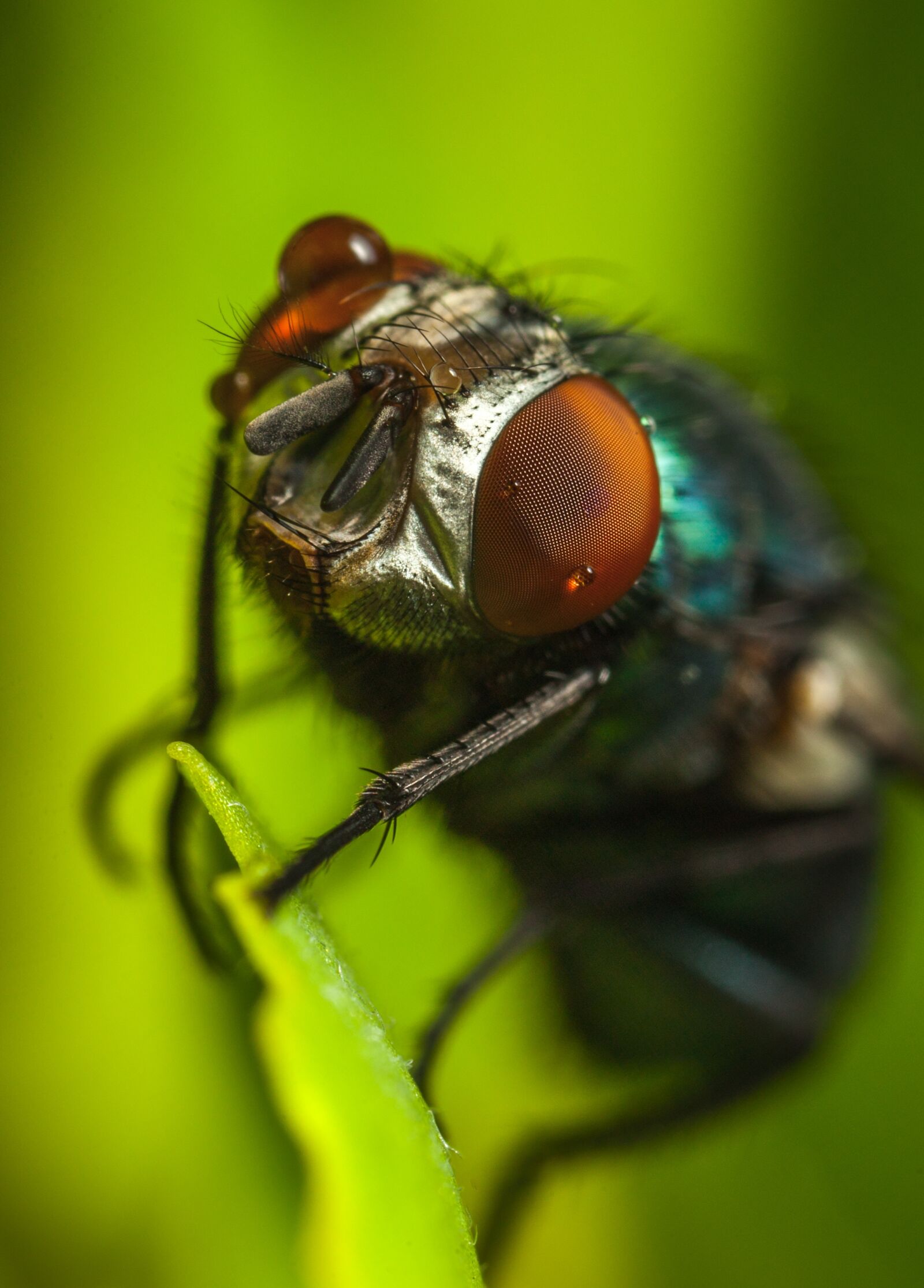 Canon EOS 5D Mark II + Canon MP-E 65mm F2.5 1-5x Macro Photo sample photo. Insect, fly, bespozvonochnoe photography