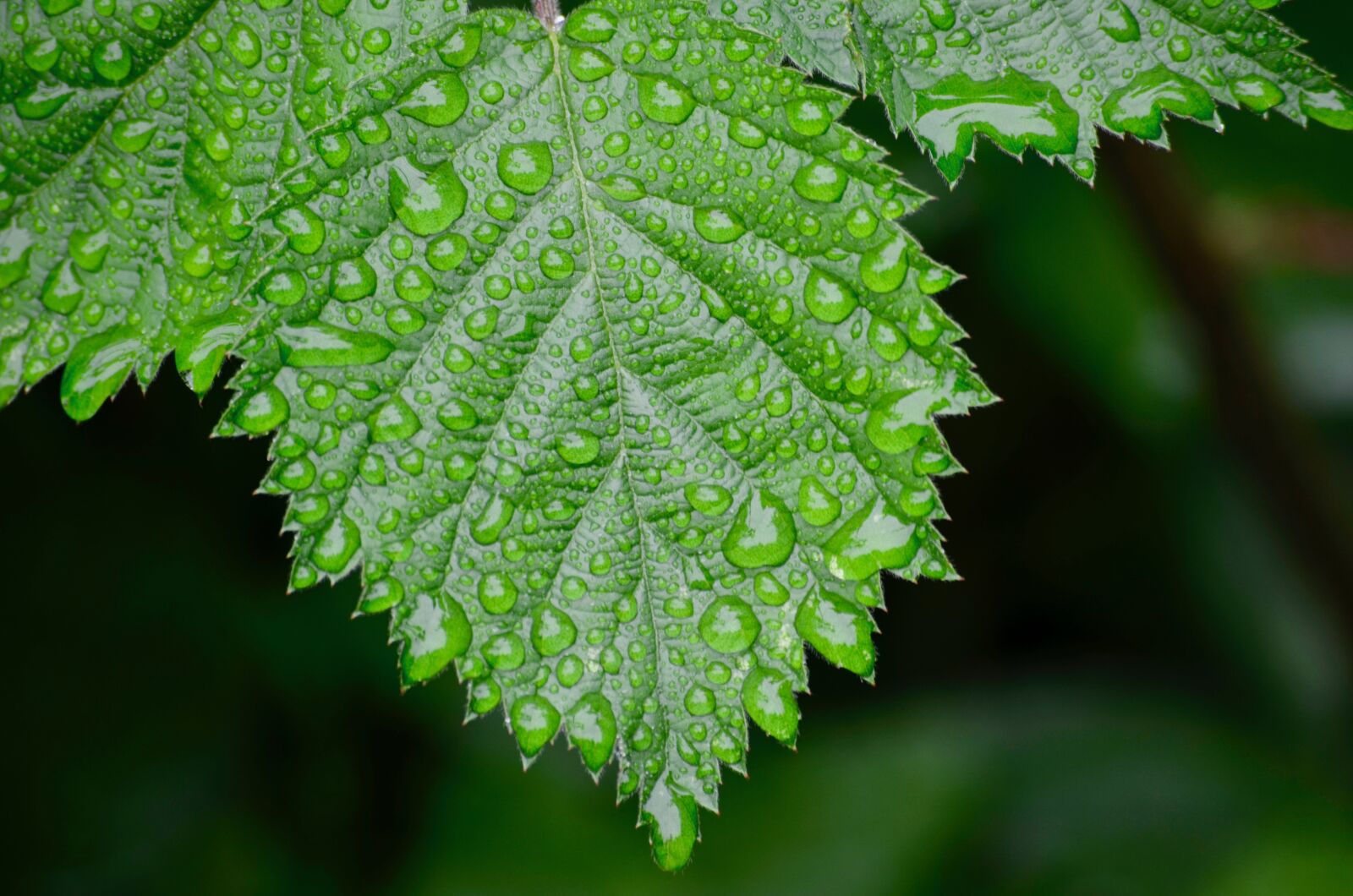 Nikon D5100 sample photo. Rain, garden, raindrop photography