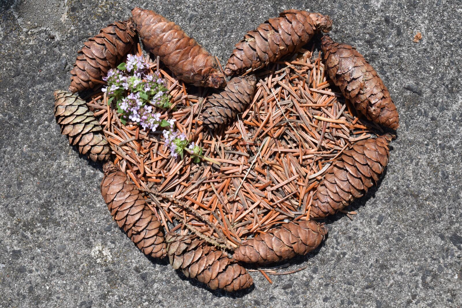 Nikon D3300 sample photo. Heart, pine cones, tap photography