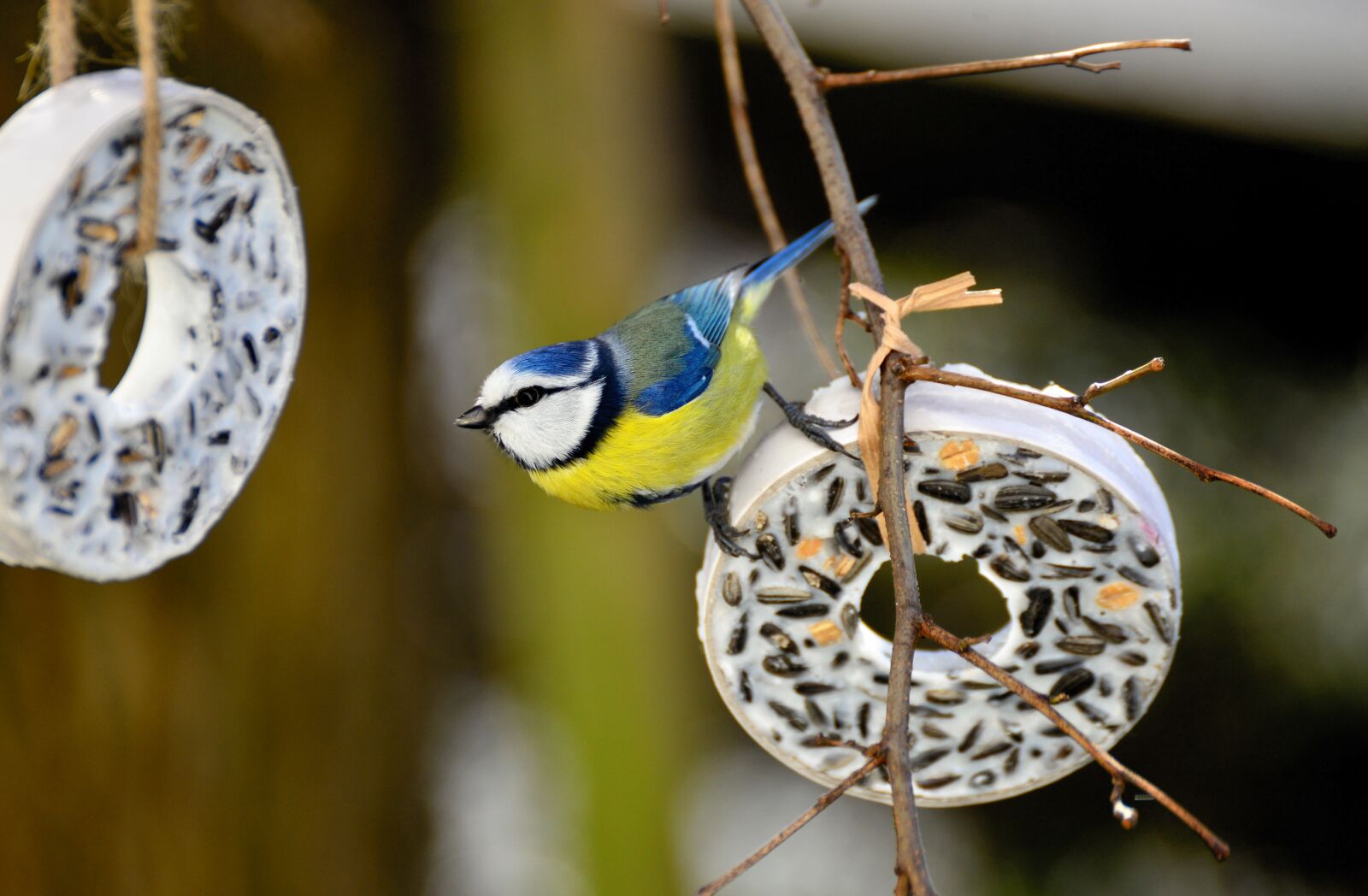 Nikon D610 sample photo. Tit, bird, tit rings photography