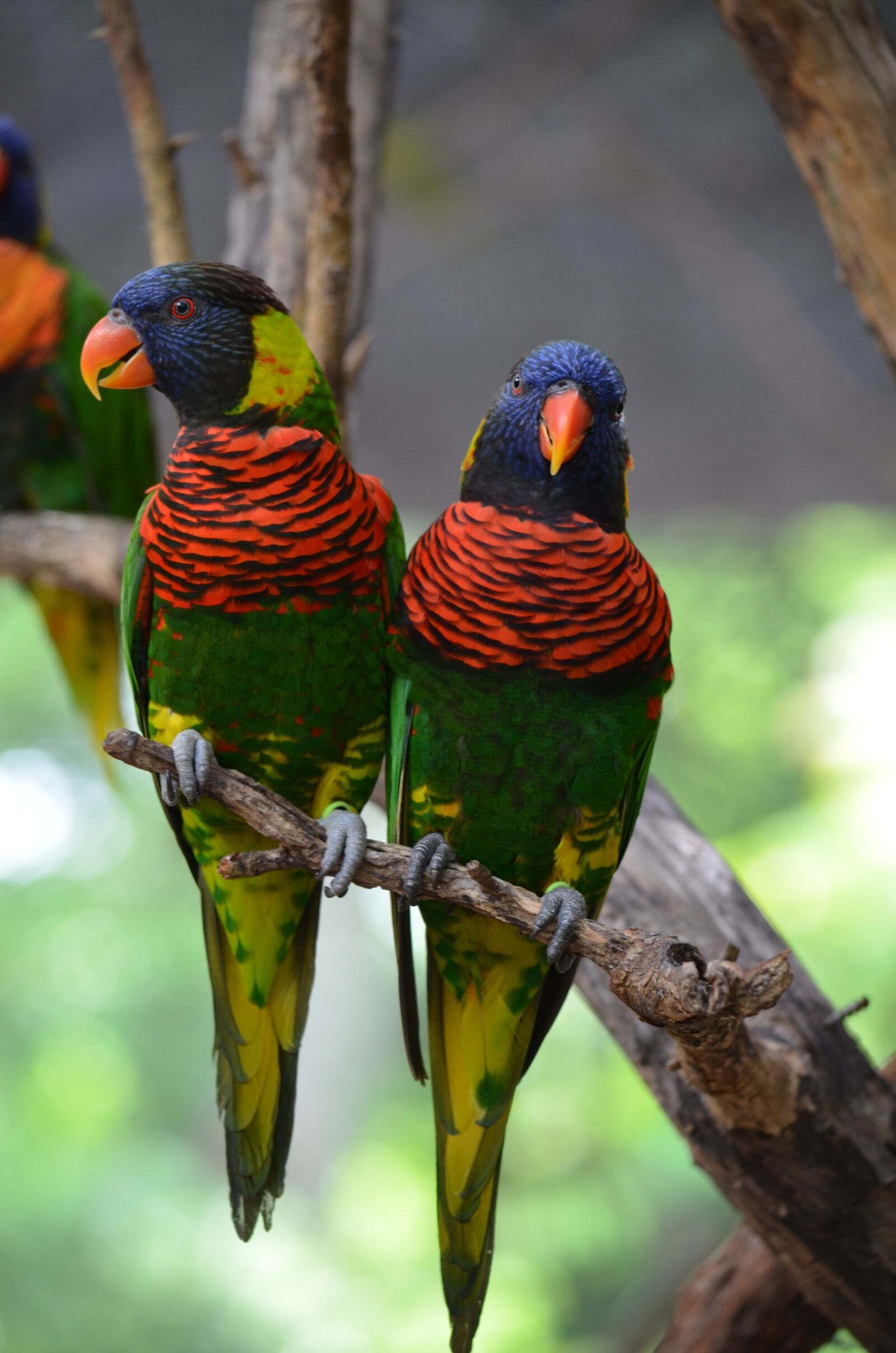 Nikon D5100 sample photo. Love birds, birds, animal photography