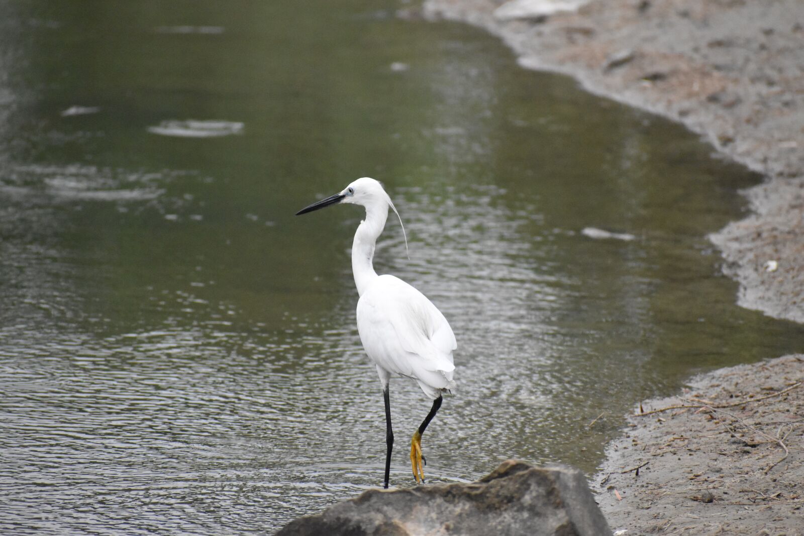 Nikon D5600 sample photo. Long beak, black beak photography