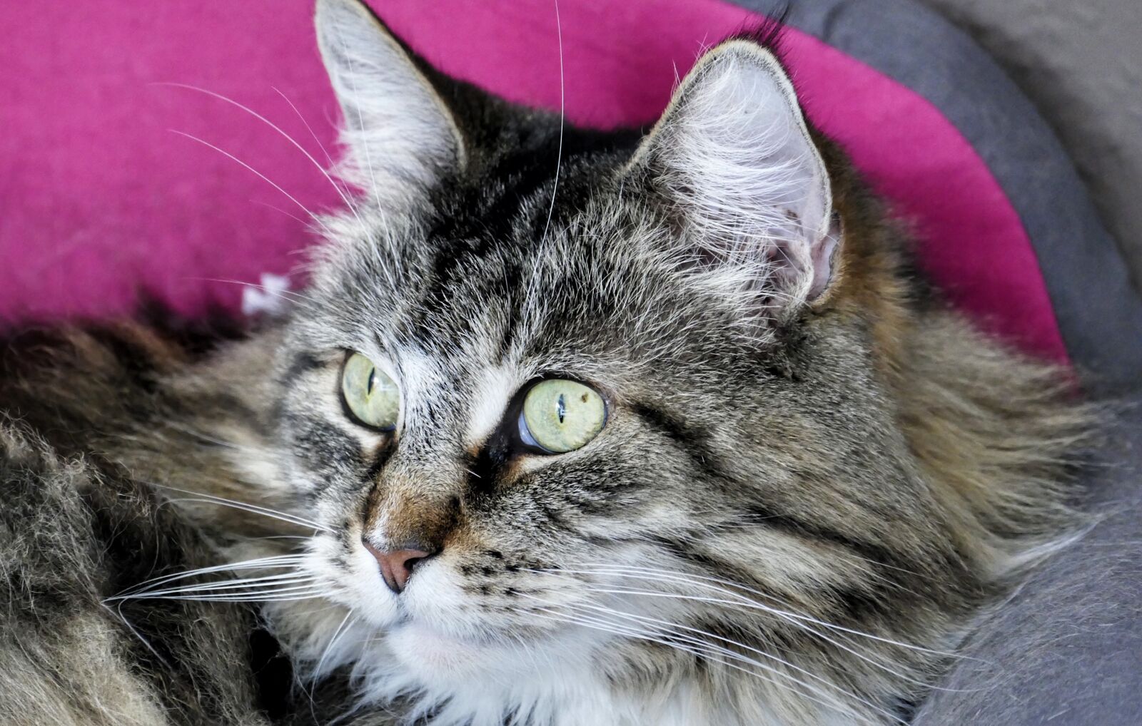 Panasonic Lumix DMC-FZ1000 sample photo. Cute, animal, cat photography