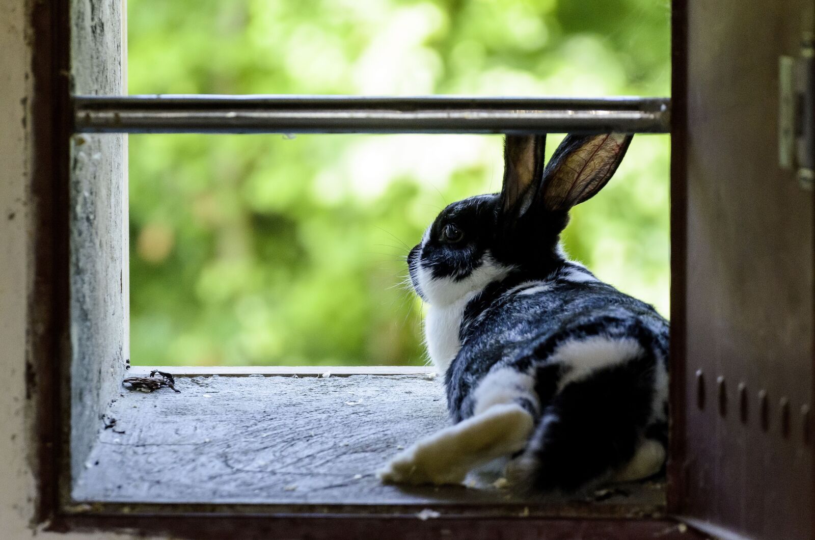 Tamron SP 70-300mm F4-5.6 Di VC USD sample photo. Hare, window, animal photo photography