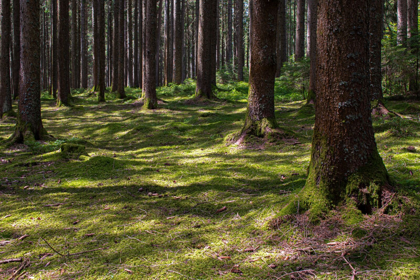 30mm F1.4 DC HSM | Art 013 sample photo. Forest, black forest, nature photography