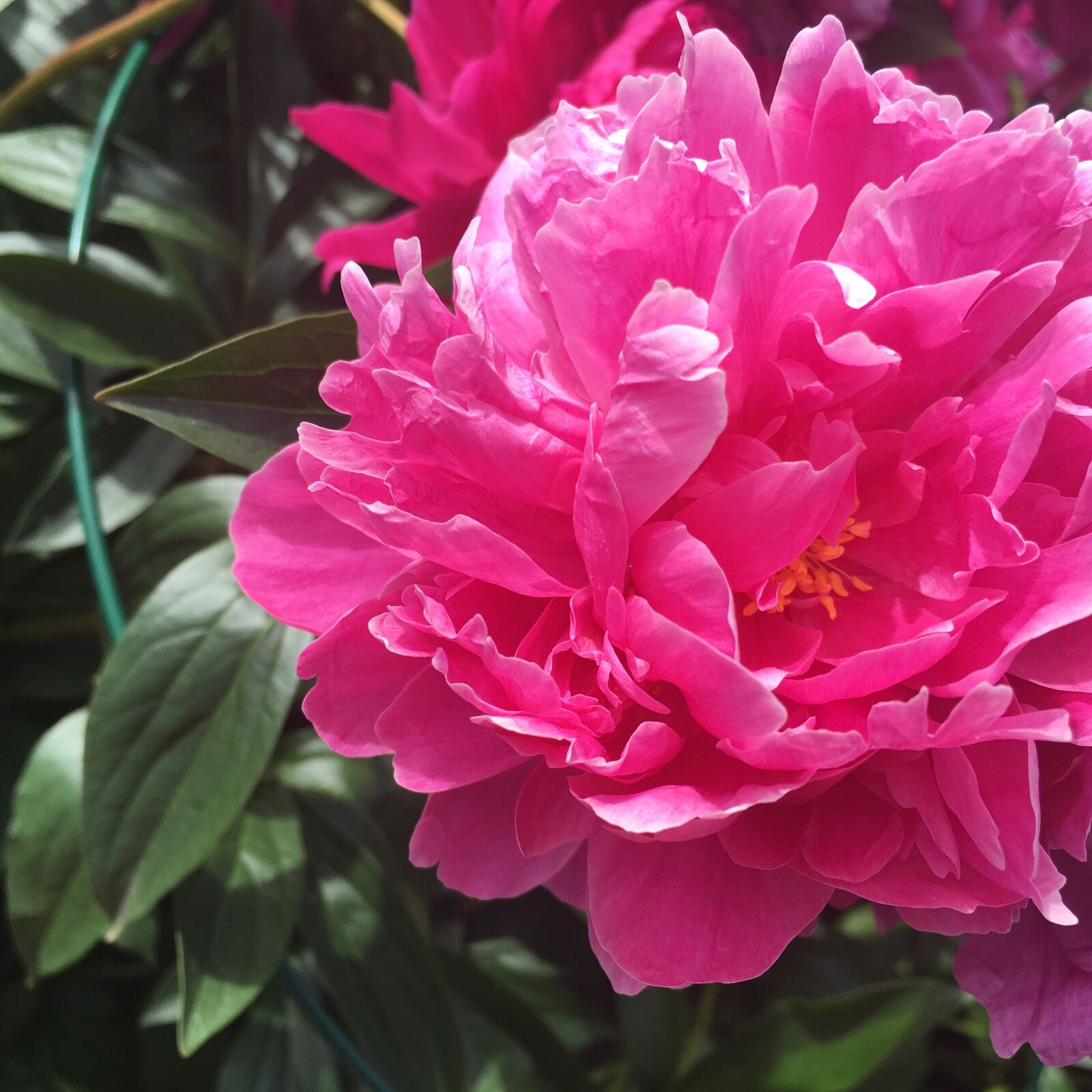 Apple iPhone 6s Plus sample photo. Flower, flora, peony photography