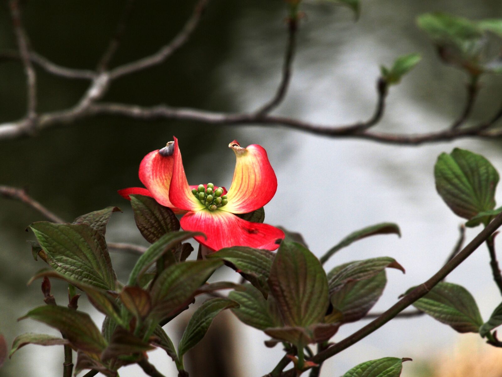 Olympus E-510 (EVOLT E-510) sample photo. Natural, plant, wood photography