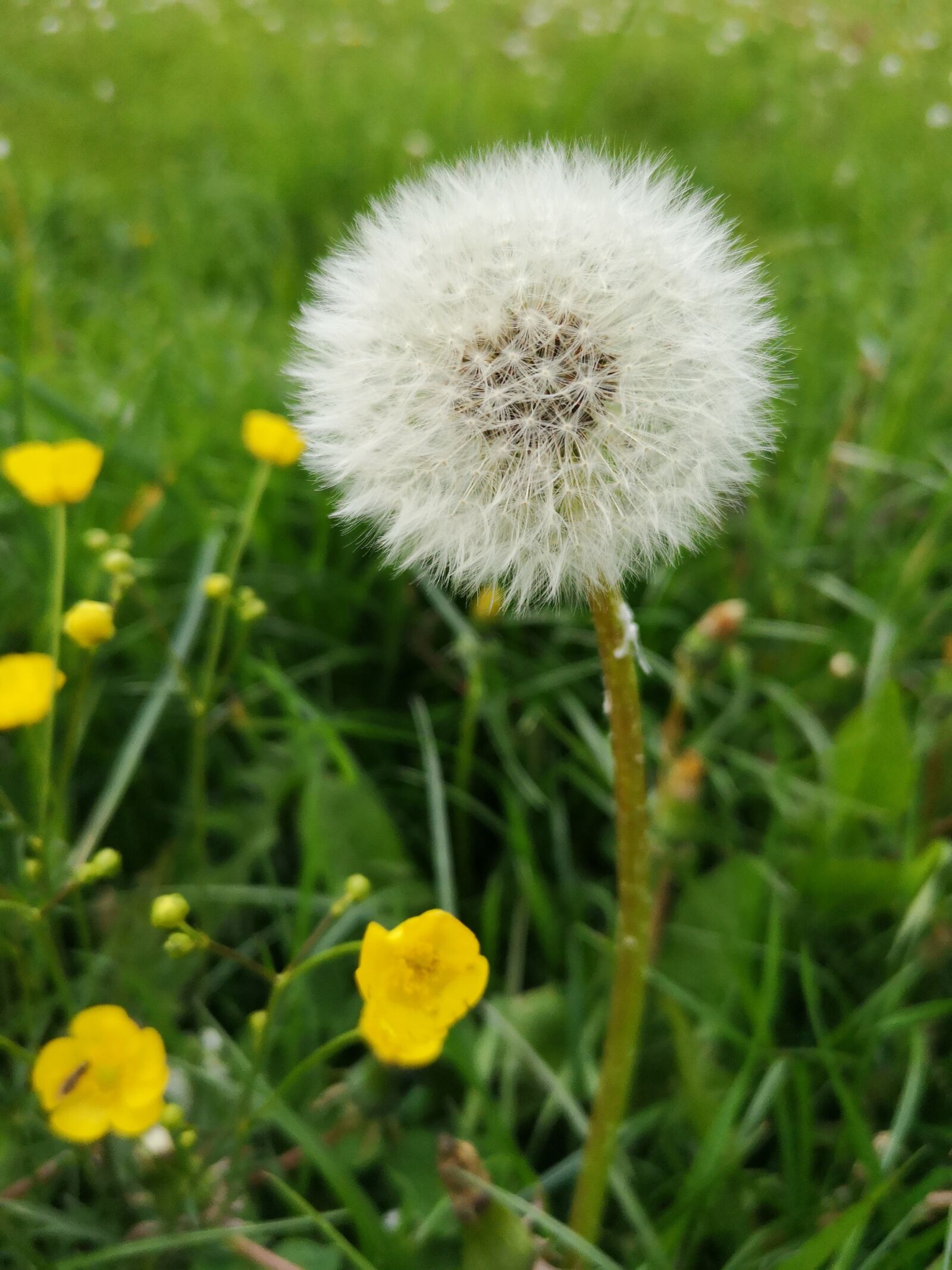 HUAWEI P20 sample photo. Dandelion, may, meadow photography