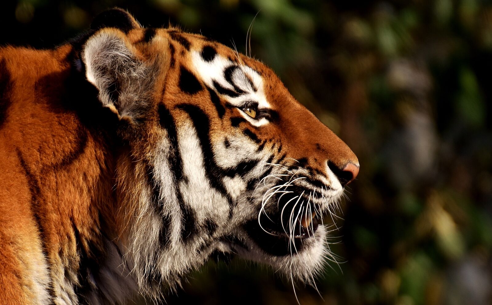 Nikon D7200 sample photo. Tiger, predator, fur photography
