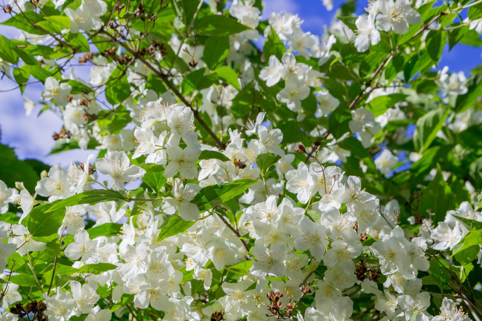 Canon EOS 100D (EOS Rebel SL1 / EOS Kiss X7) sample photo. Jasmine, the bushes, summer photography
