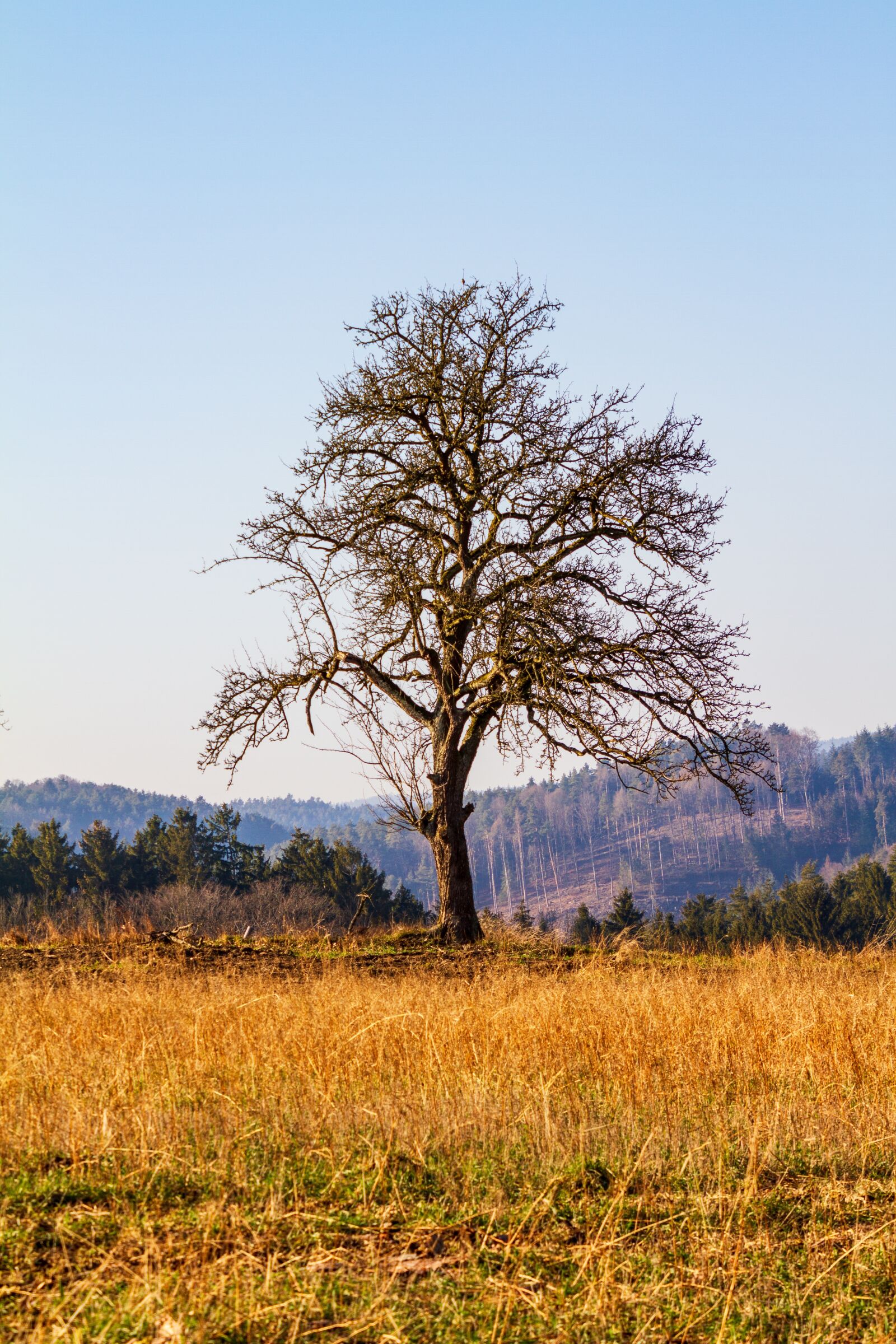 Canon EOS 7D sample photo. Tree, landscape, nature photography
