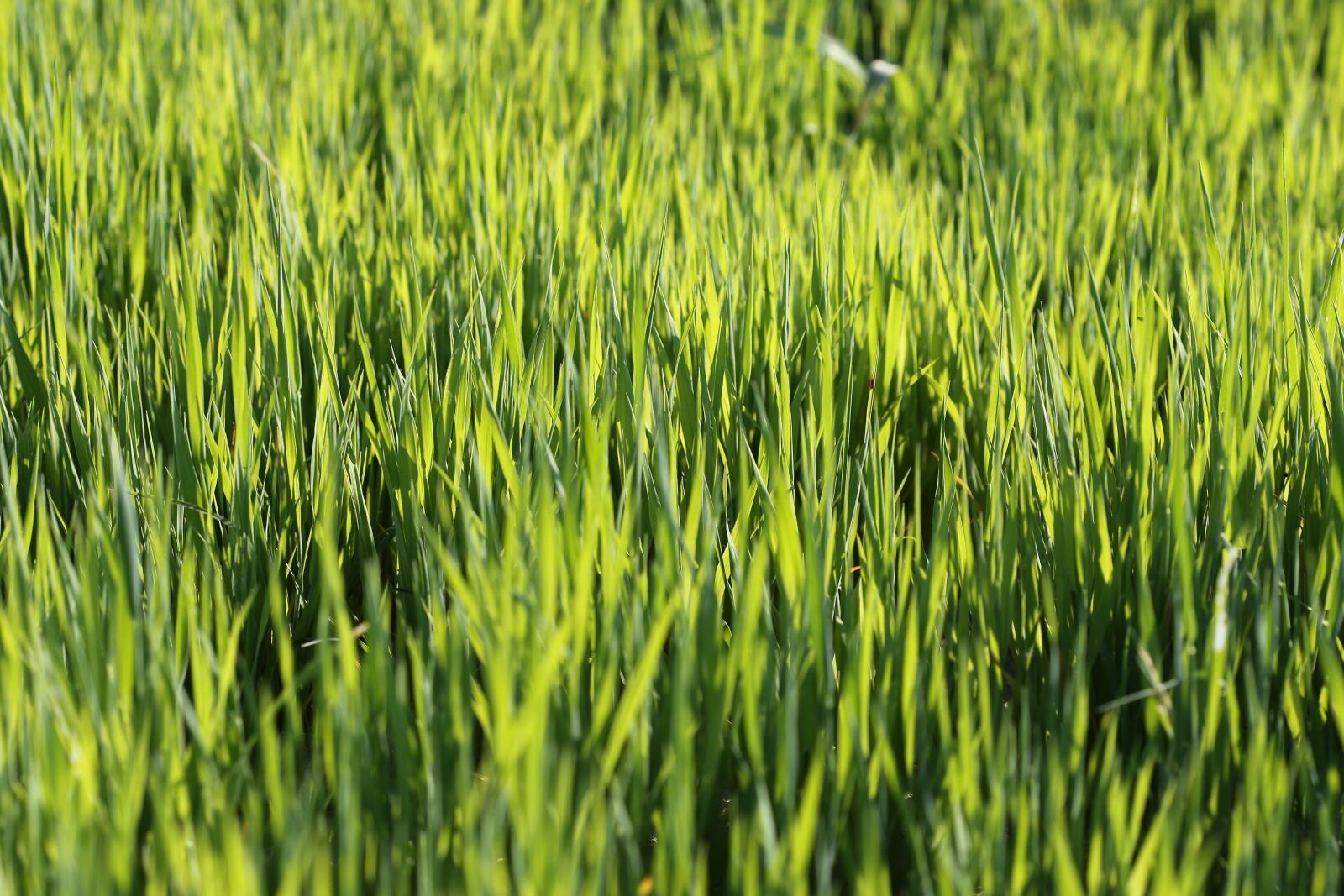 Canon EOS 6D + Canon EF 100mm F2.8 Macro USM sample photo. Young oats on sunset photography