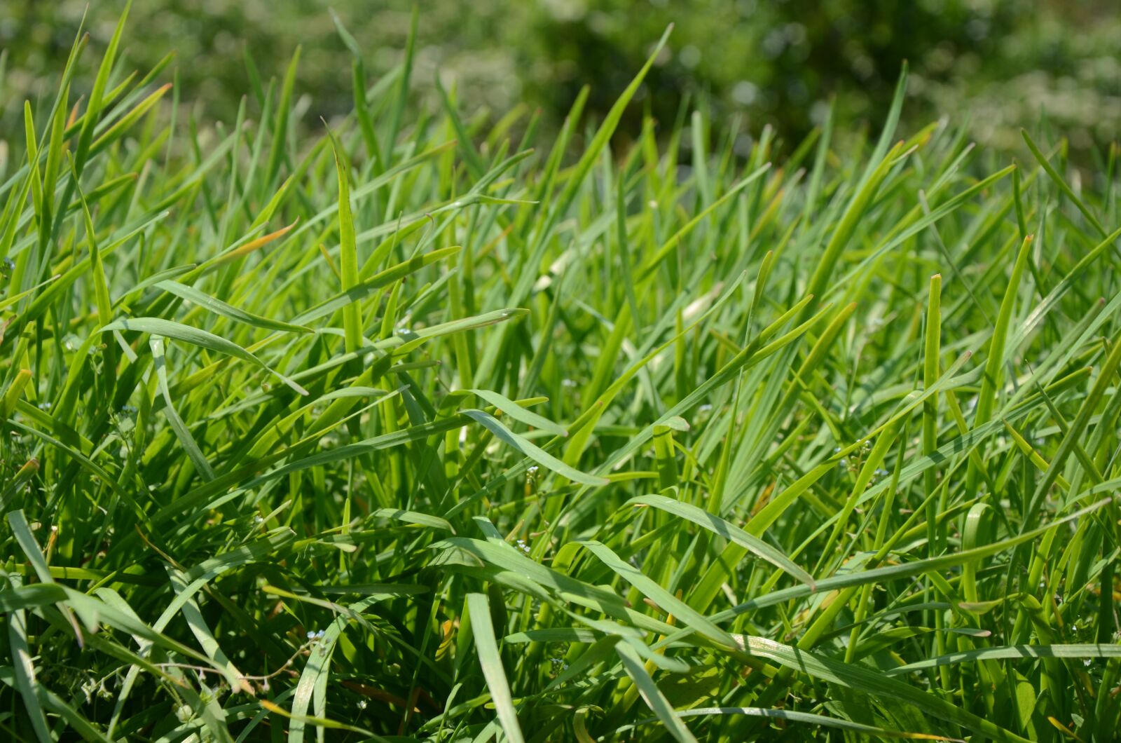 Nikon D7000 sample photo. Green, chives, outdoor photography
