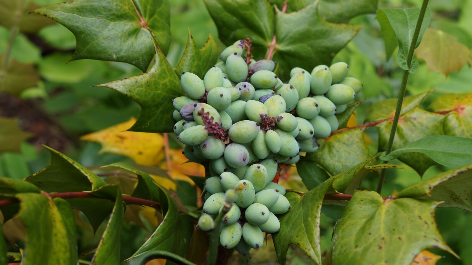 Sony Alpha a3000 + Sony E 18-55mm F3.5-5.6 OSS sample photo. Nature, plant, berries photography