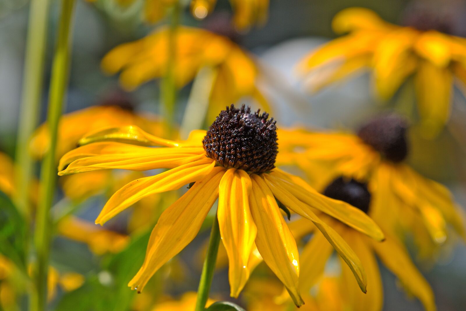 Nikon D5600 sample photo. Coneflower, rudbeckia, yellow flowers photography