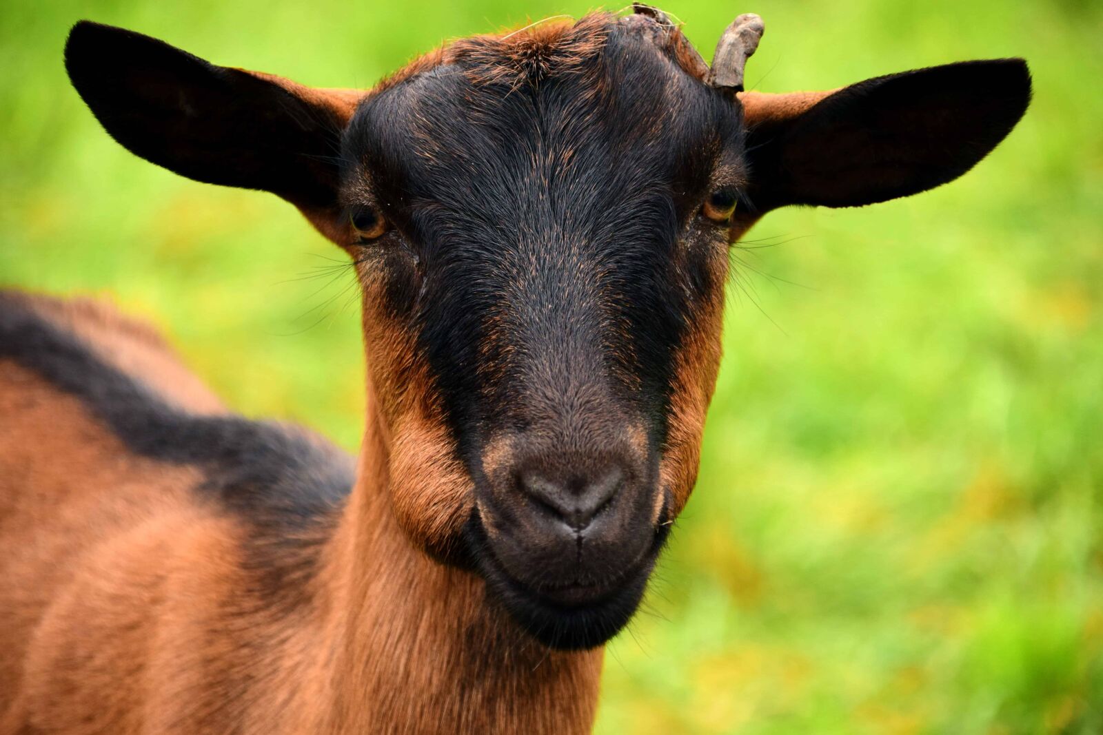 Nikon D3300 sample photo. Goat, brown, head, animal photography