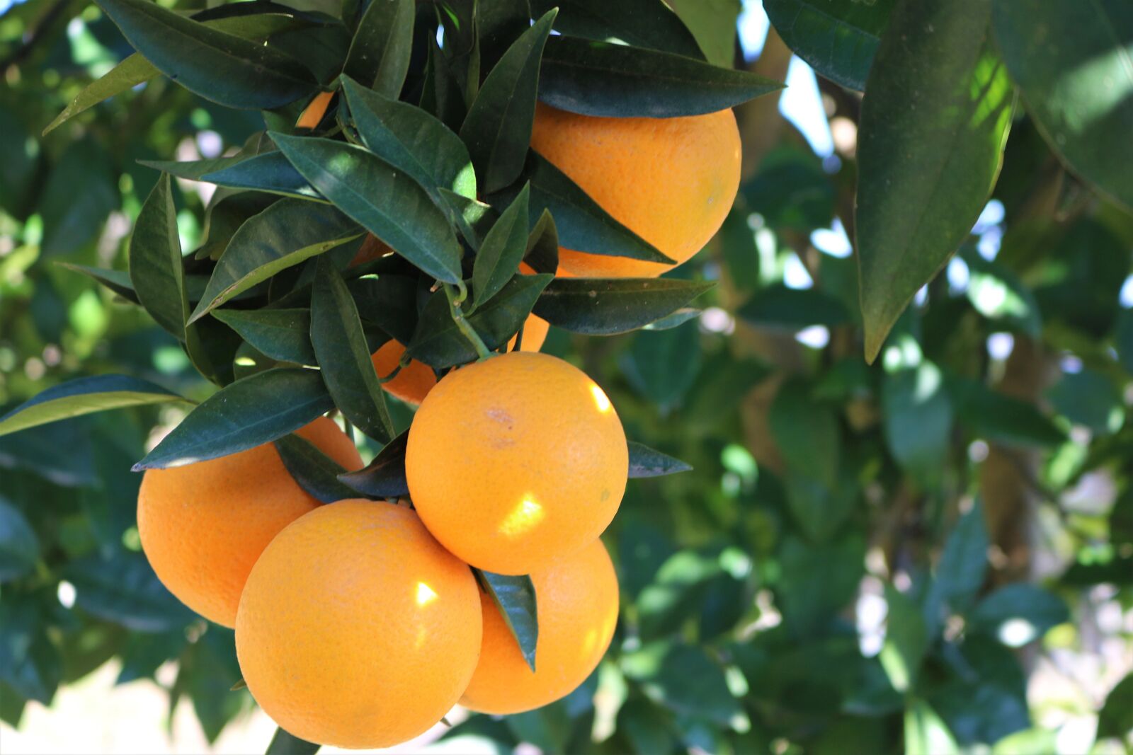 Canon EOS 750D (EOS Rebel T6i / EOS Kiss X8i) sample photo. Orange fruit, citrus, jaffa photography