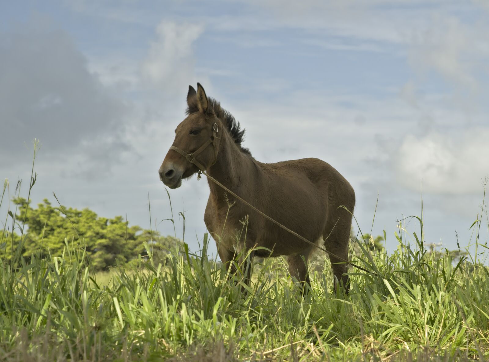 Sony FE 24-105mm F4 G OSS sample photo. Mule, equine, hybrid photography