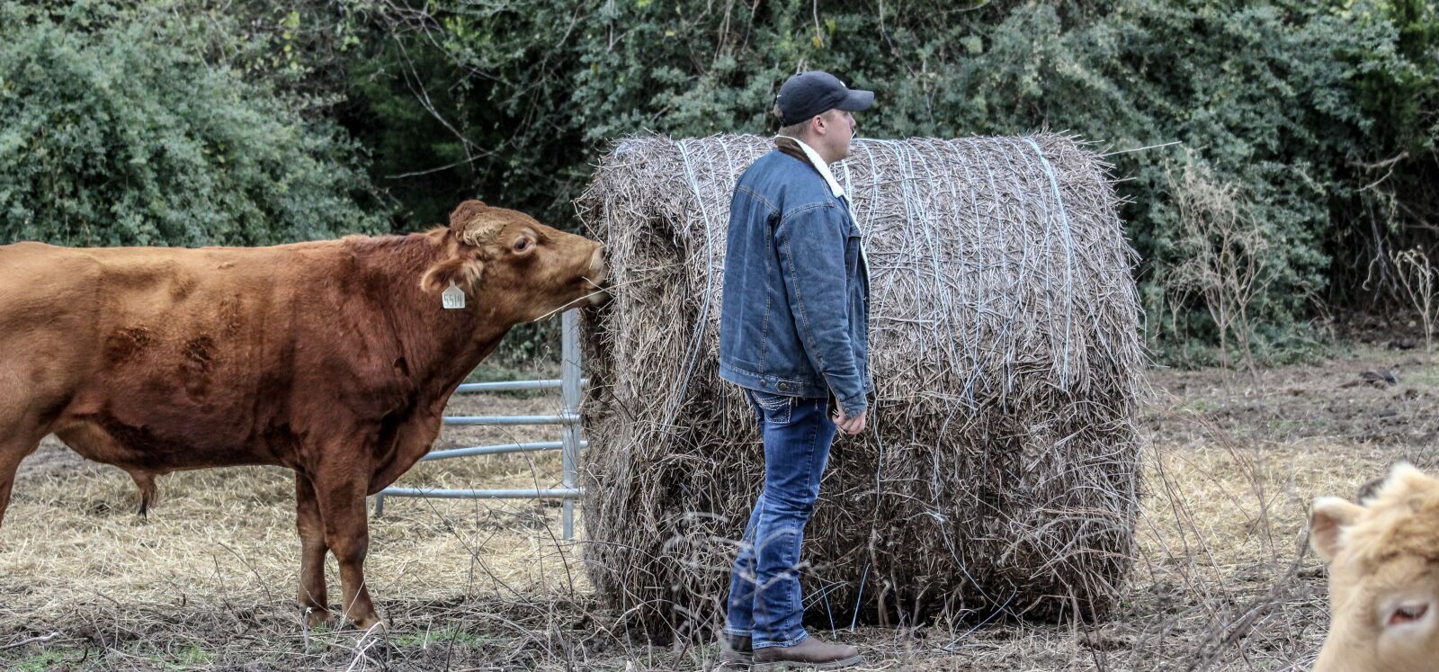 Canon EOS 1300D (EOS Rebel T6 / EOS Kiss X80) sample photo. Farmer, hay bale, hay photography