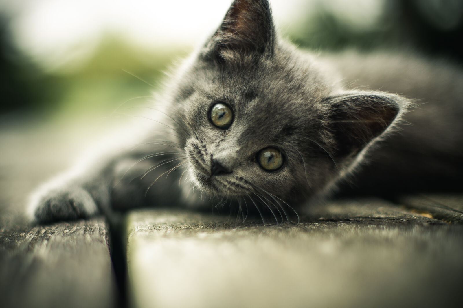 Canon EOS 6D + Canon EF 50mm F1.4 USM sample photo. Cat, pet, kitty, eyes photography