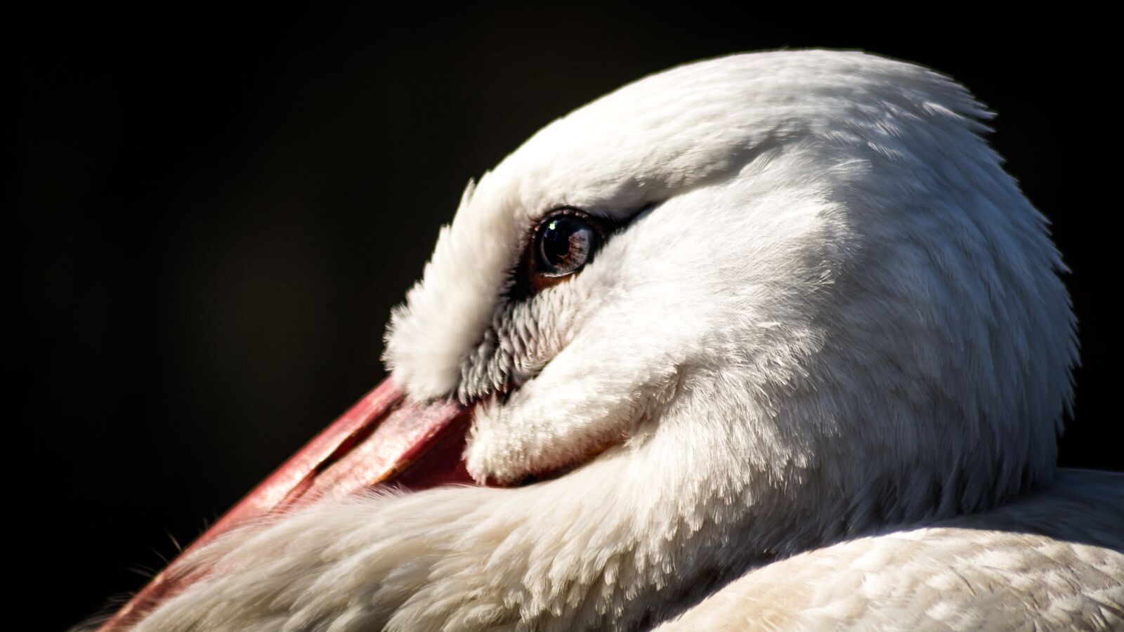 Canon EOS 700D (EOS Rebel T5i / EOS Kiss X7i) sample photo. Stork, animal, zoo photography