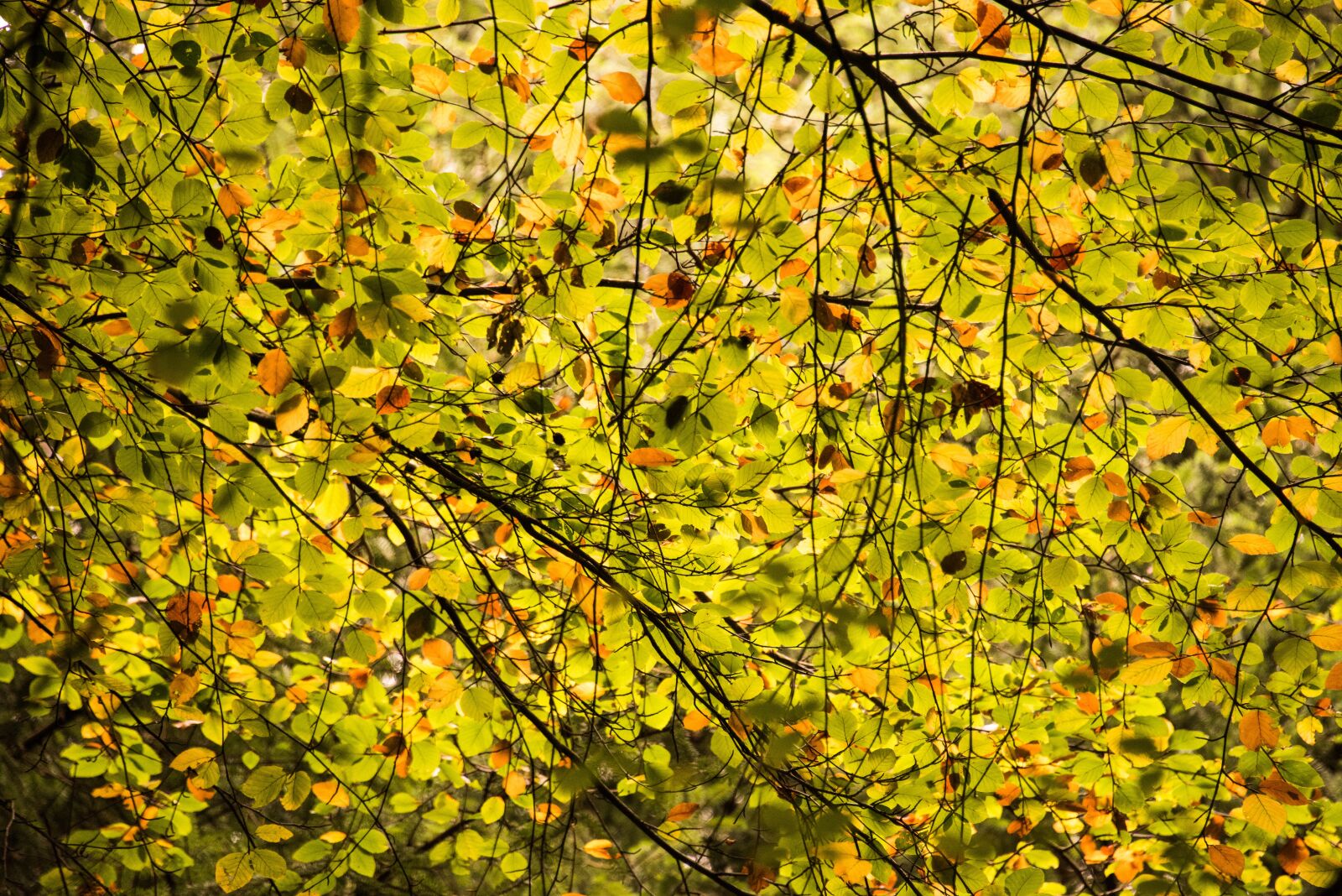 Nikon D810 sample photo. Autumn, leaves, trees photography