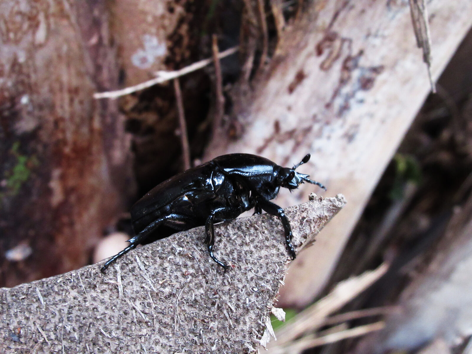 Canon PowerShot SX620 HS sample photo. Animal, black, bug, insect photography