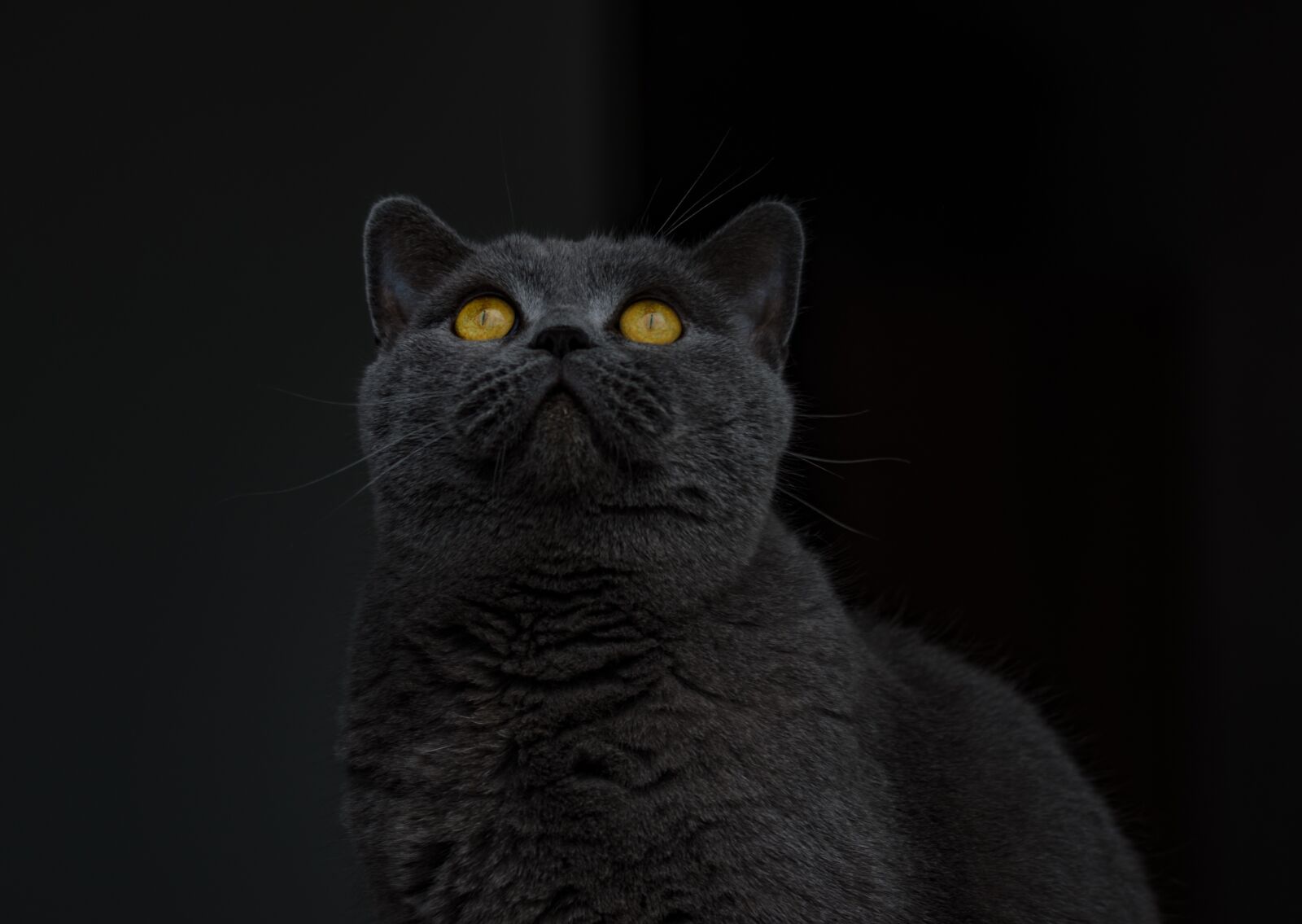 Nikon D5100 sample photo. British shorthair, cat, grey photography