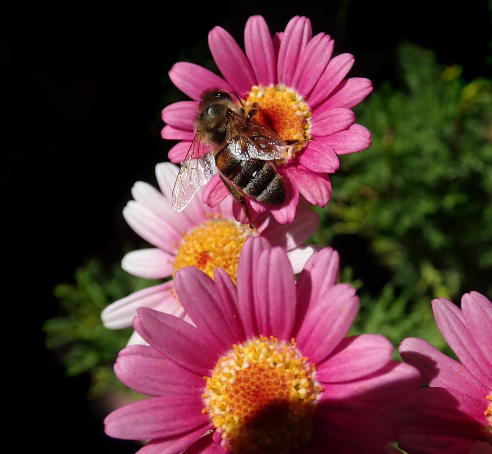 Olympus TG-5 sample photo. Bee, insect, pollen photography