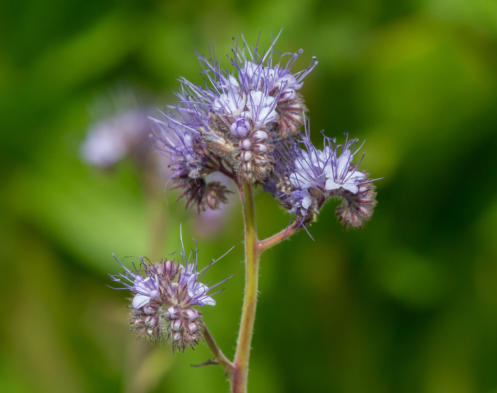 Canon EOS 5D Mark III sample photo. Lacy phacelia, blue tansy photography