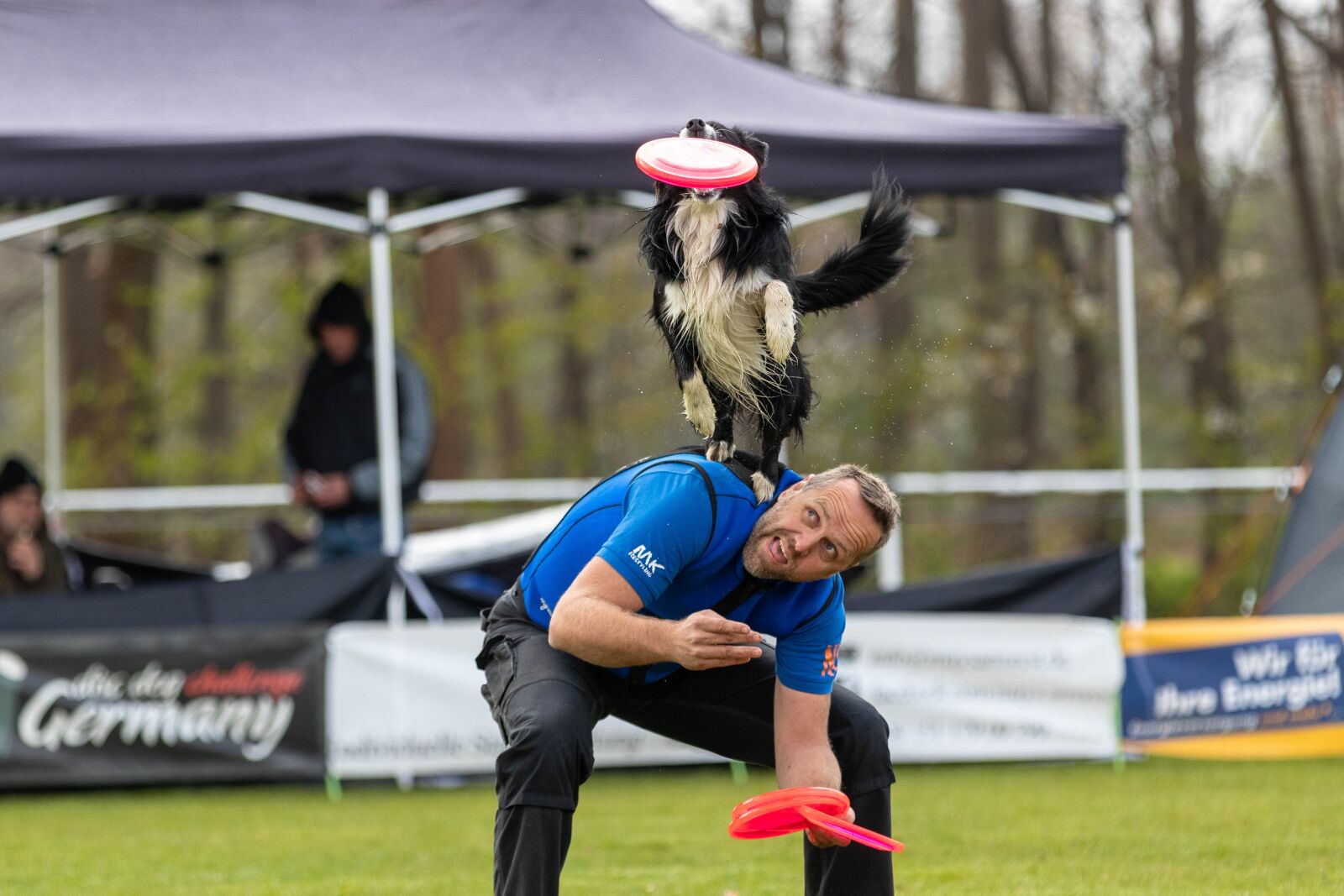 Canon EOS 80D sample photo. Frisbee, dogfrisbee, disc mastiffs photography