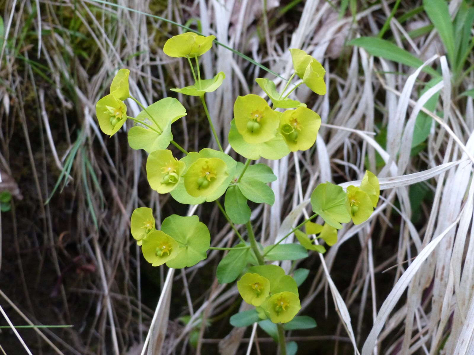 Panasonic Lumix DMC-FZ200 sample photo. Hellebore, flower, yellow photography