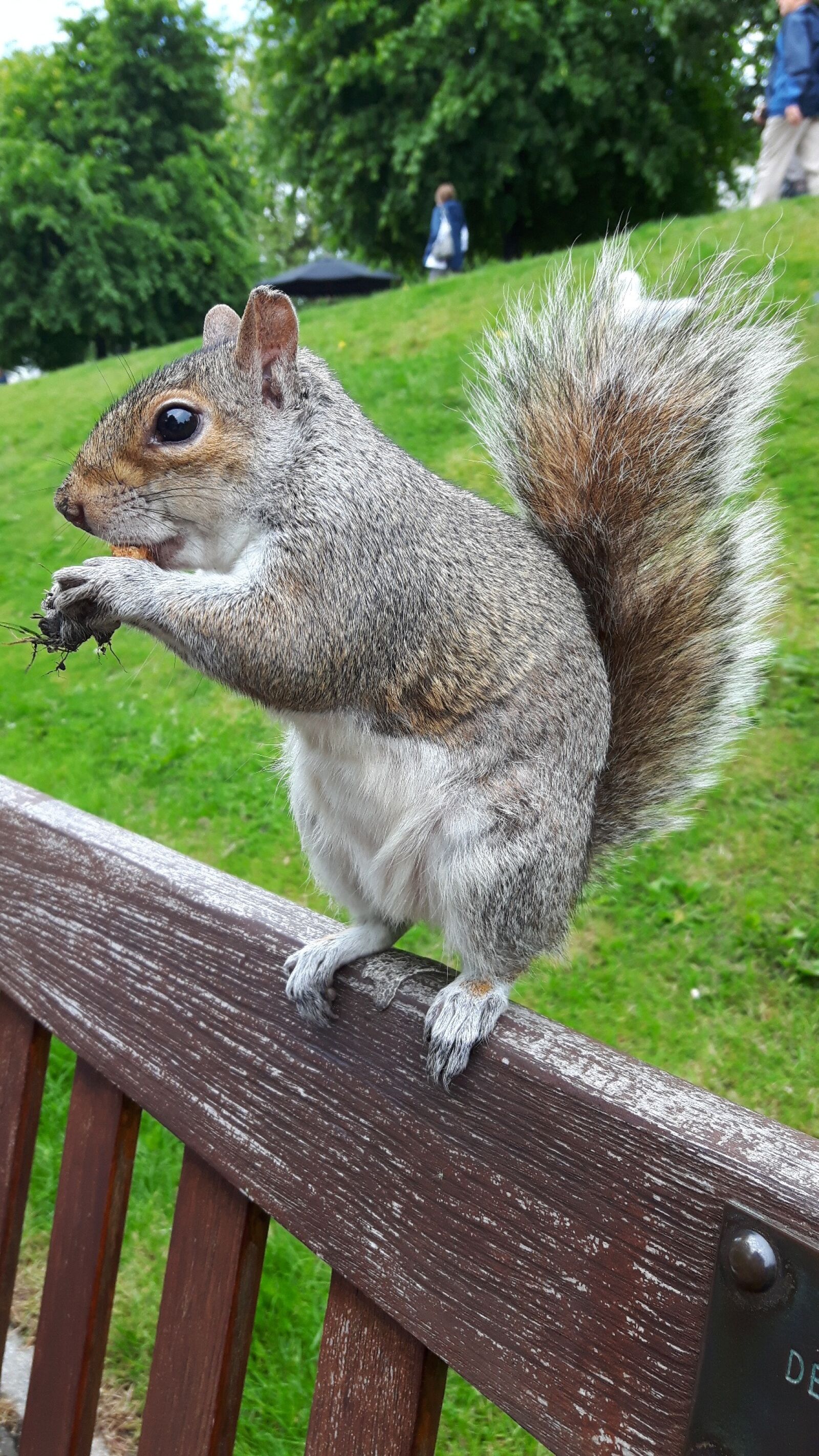 Samsung Galaxy S5 Neo sample photo. Grey squirrel, squirrel, rodent photography