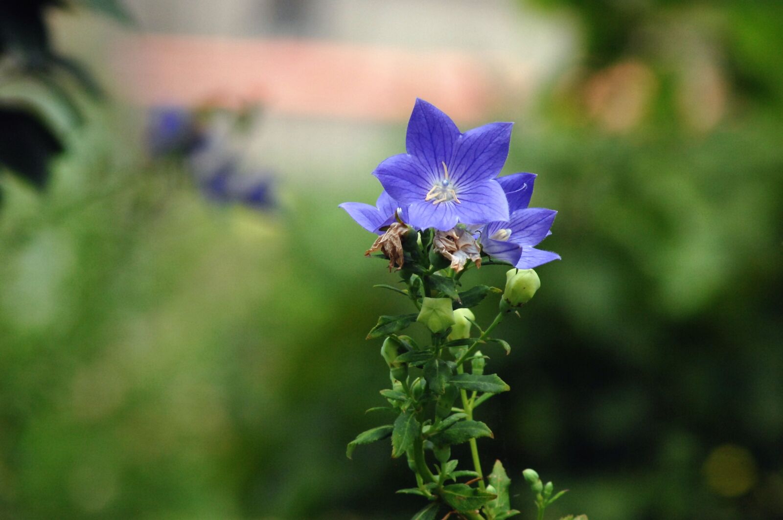 Nikon D2Xs sample photo. Bellflower flower, behold, field photography