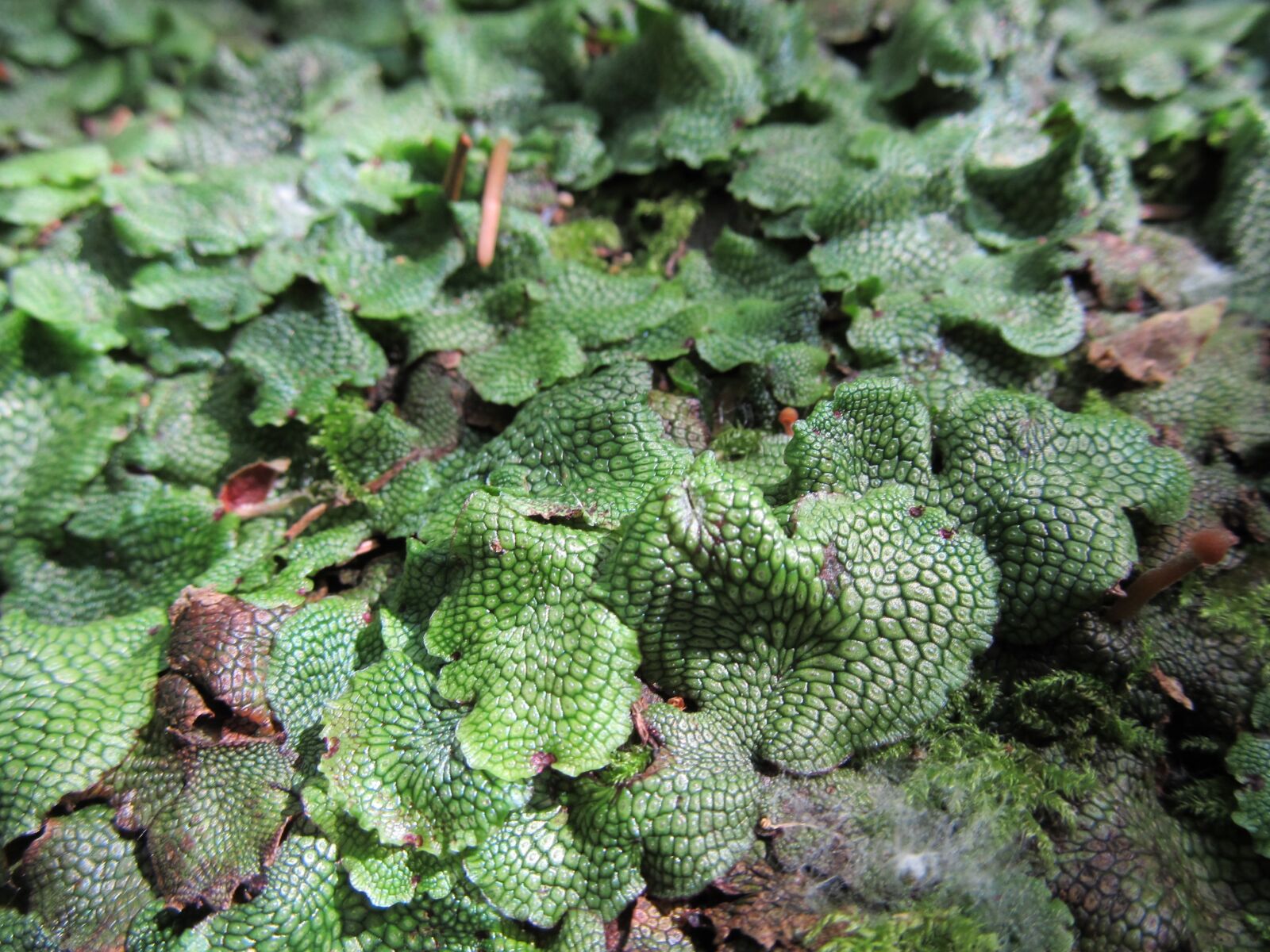 Canon PowerShot SX130 IS sample photo. Moss, plant, forest photography