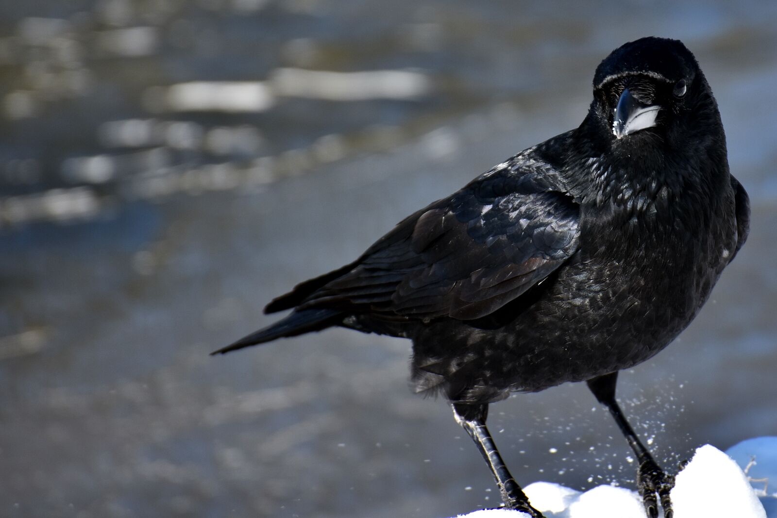 Nikon D7200 sample photo. Common raven, raven, snow photography