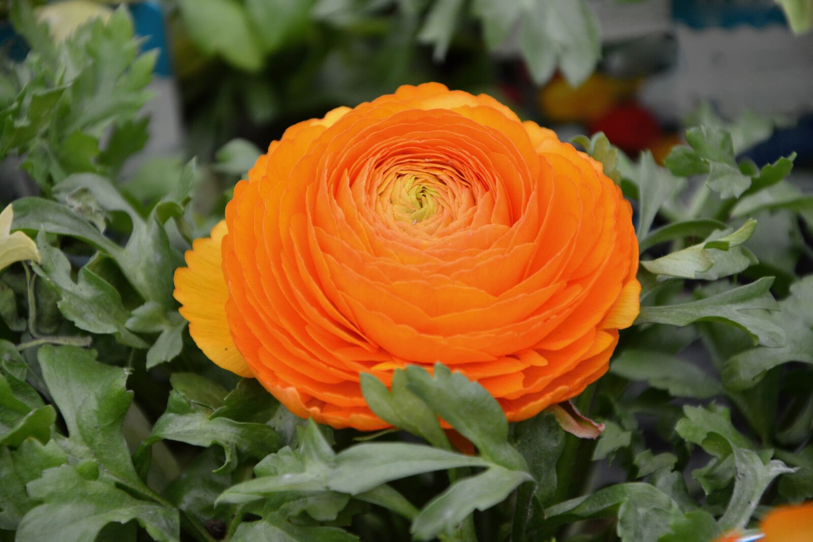 Nikon D5200 sample photo. Flower, plant, ranunculus orange photography