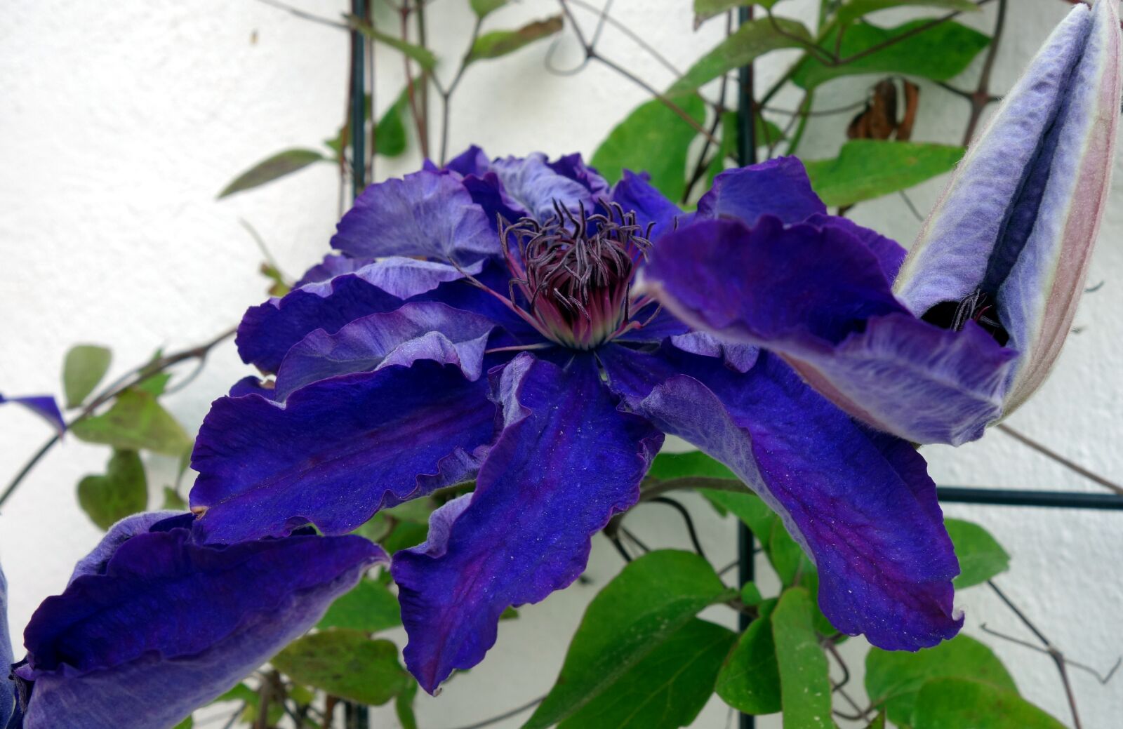 Sony Cyber-shot DSC-RX100 sample photo. Clematis, blossom, bloom photography
